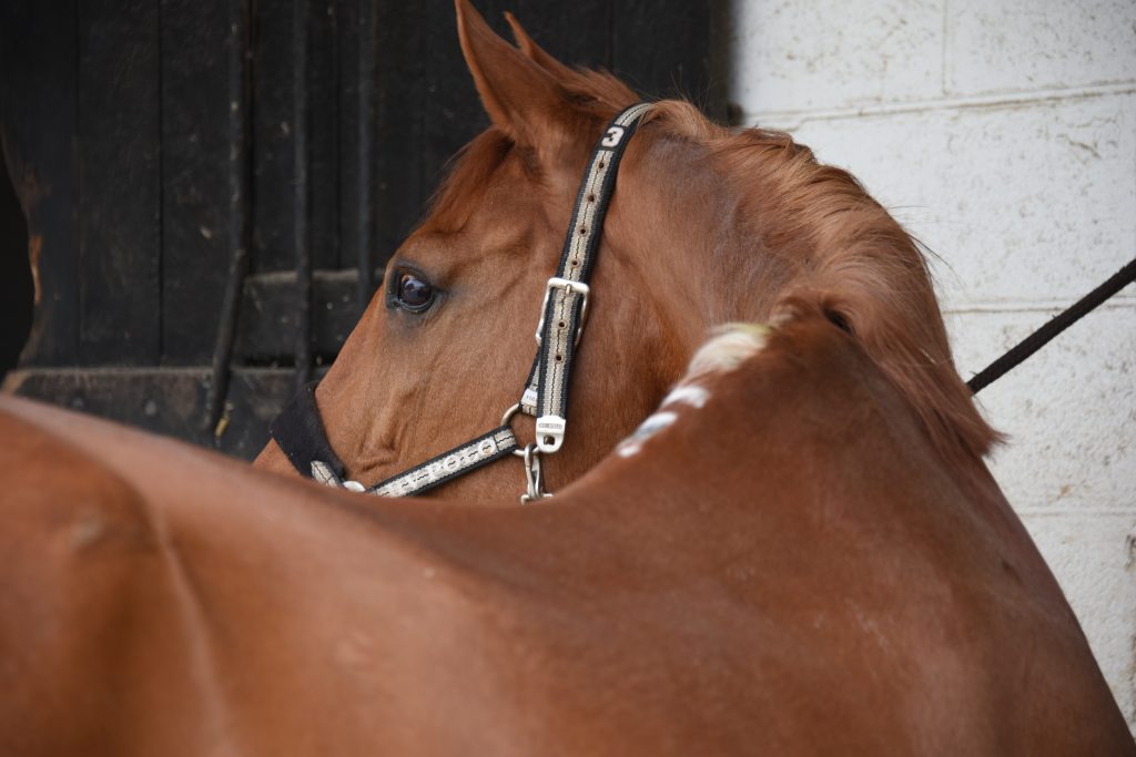 Cheval alezan