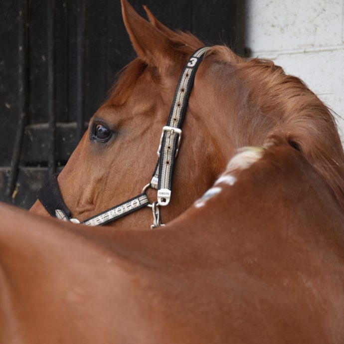 Cheval alezan