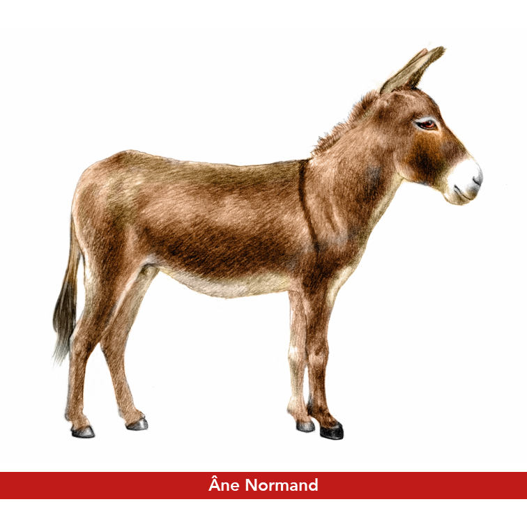 Ane Normand