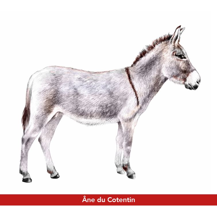 Ane du Cotentin