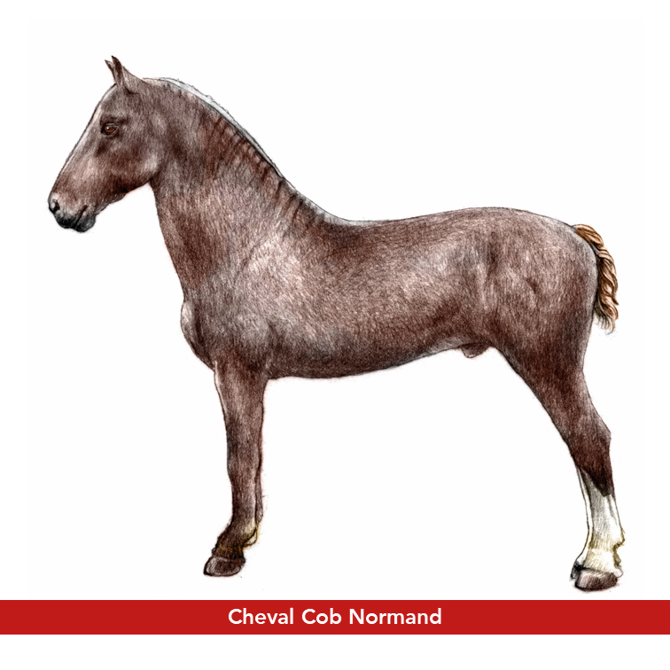 Cob Normand