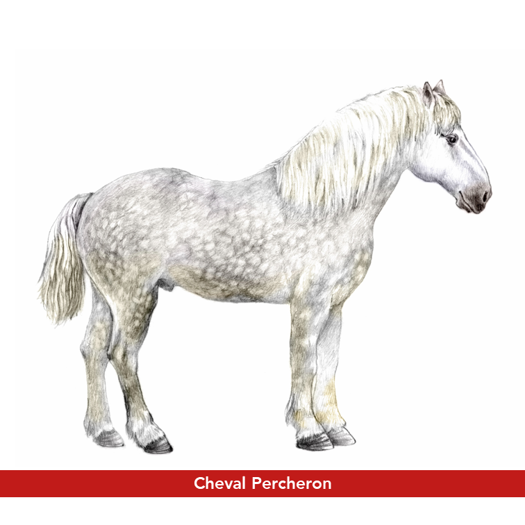 Percheron