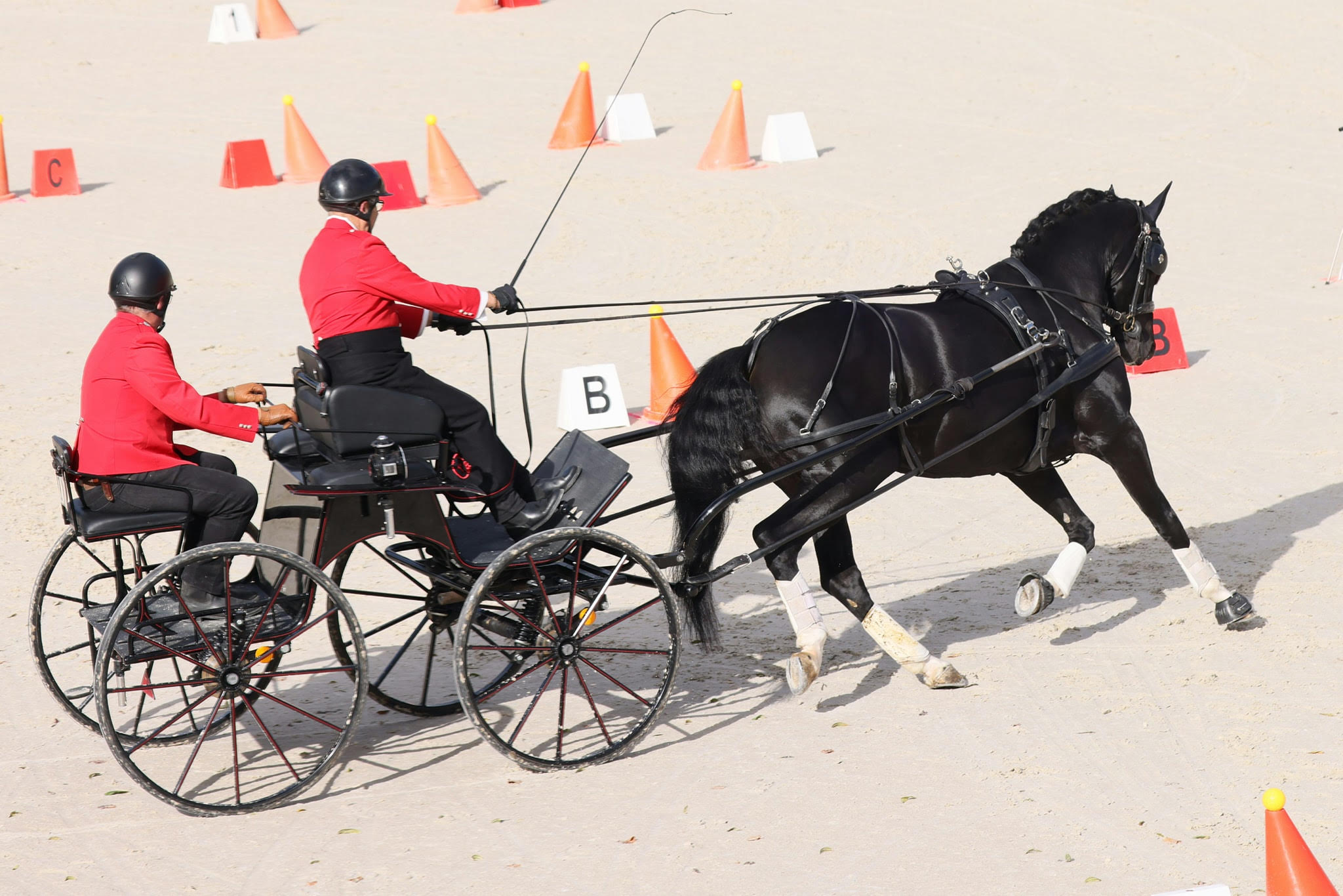 Championnat de France – Master Attelage