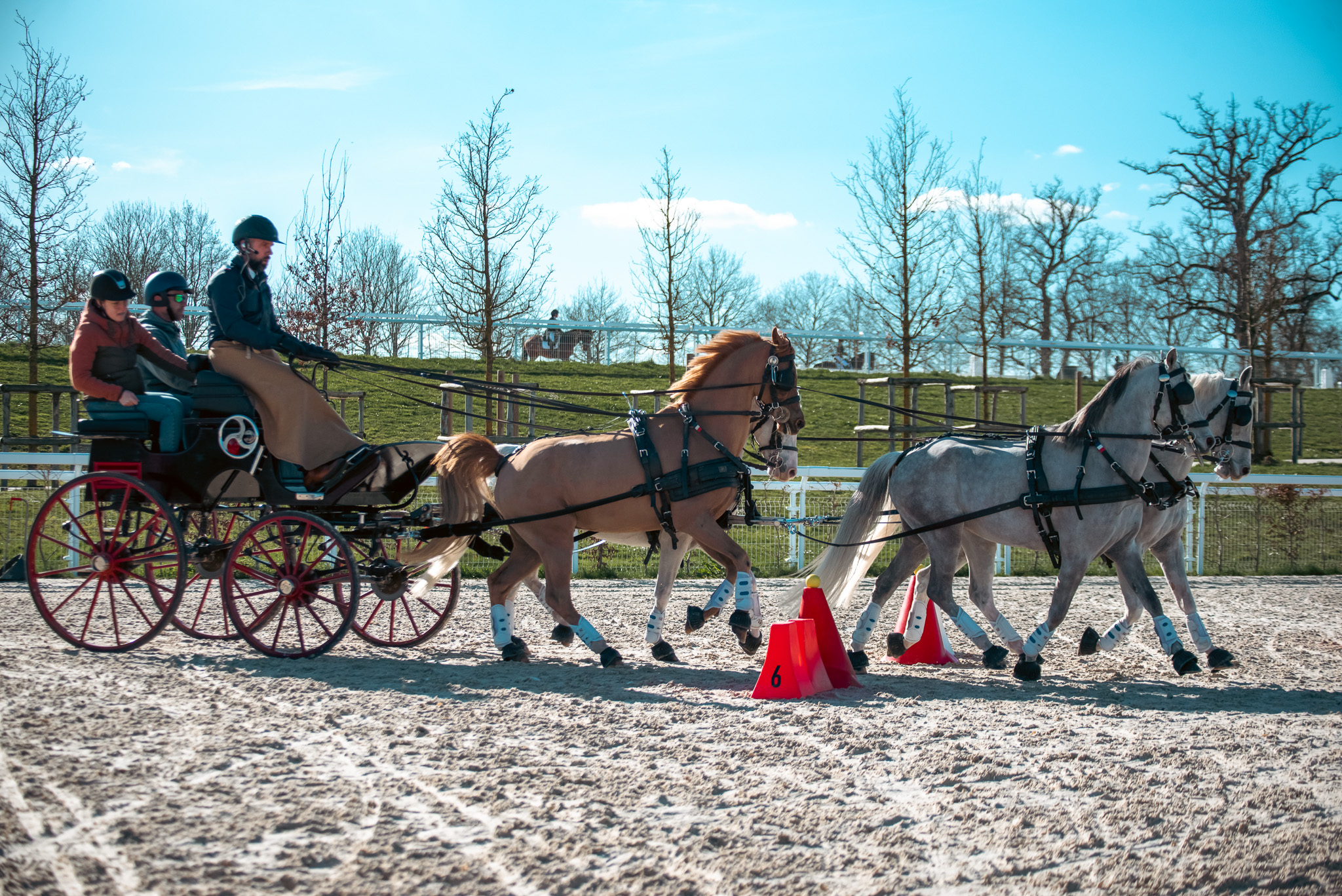 Les Coulisses de l’Attelage Sportif